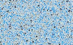 NPT ColorScapes Caribbean Blue, NPT Pool Finishes
